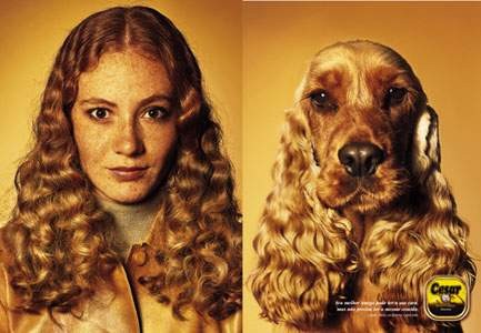 cocker_spaniel_curly_locks.jpg